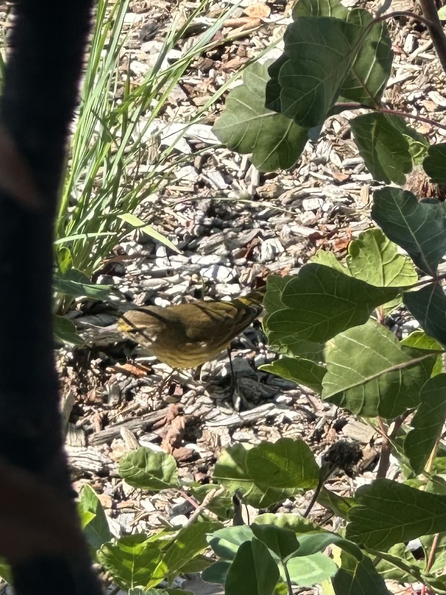 Palm Warbler - ML643223982