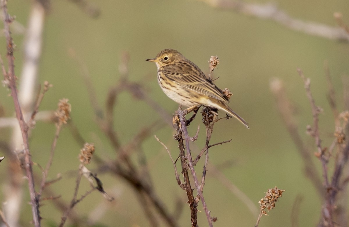 Meadow Pipit - ML643223983
