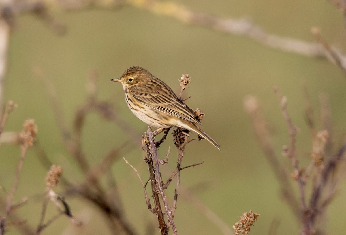 Meadow Pipit - ML643223984