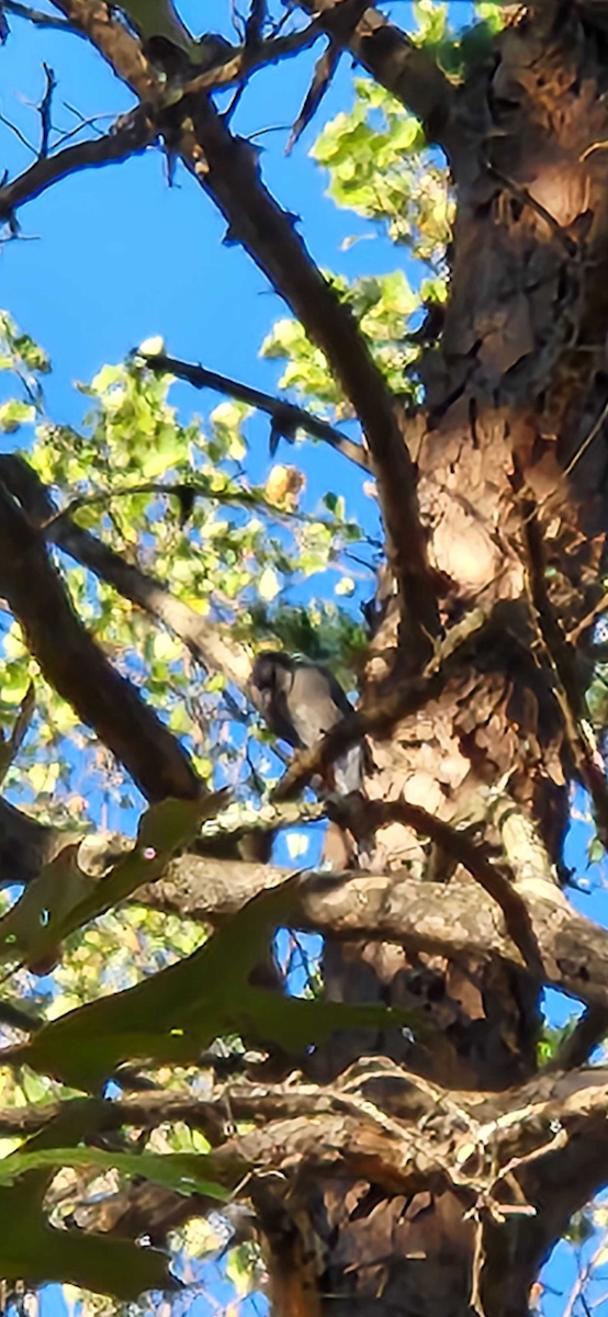 Blue Jay - ML643223985