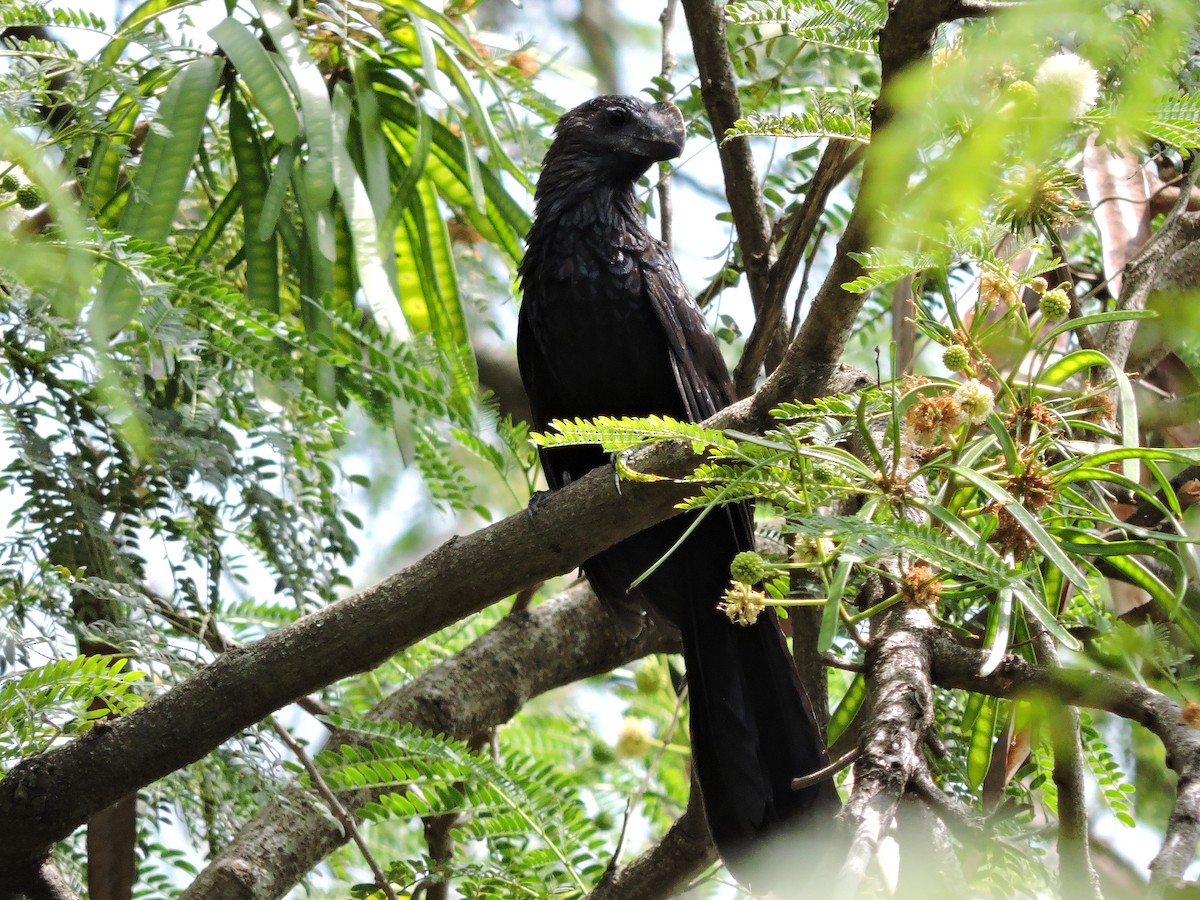 Smooth-billed Ani - ML643223986