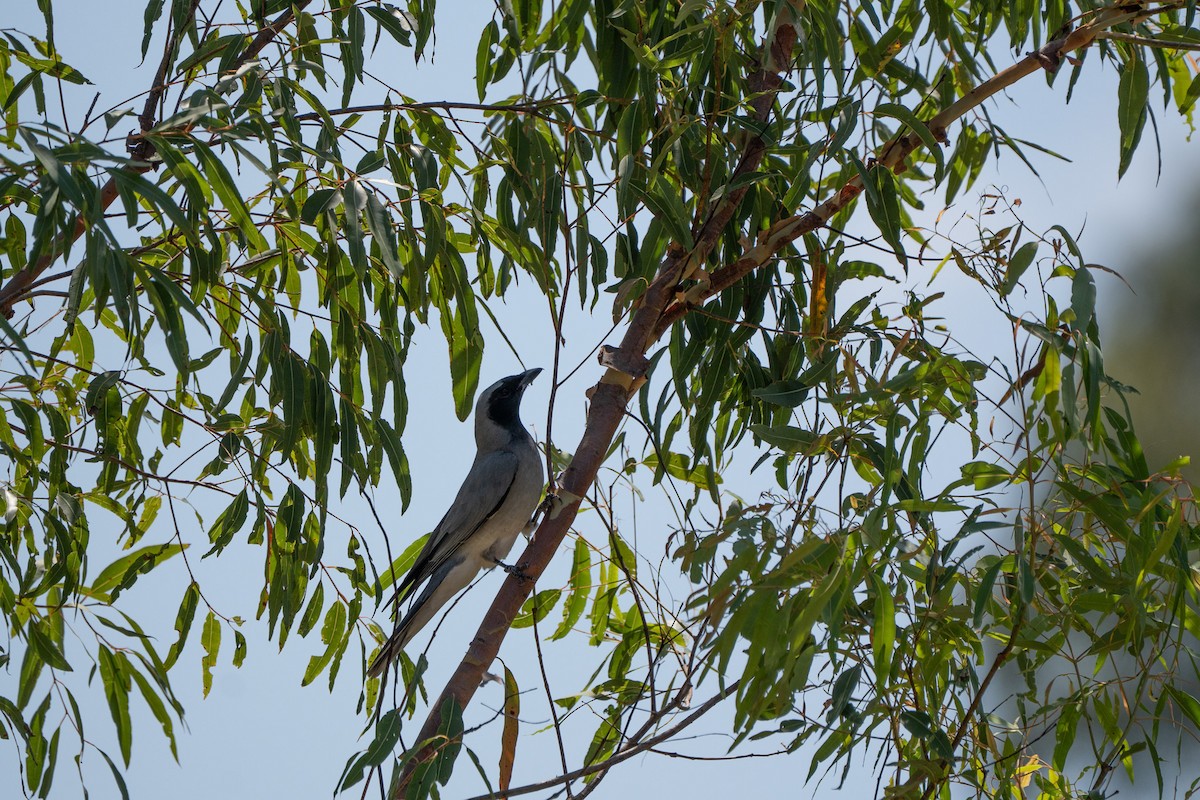 Black-faced Cuckooshrike - ML643223987