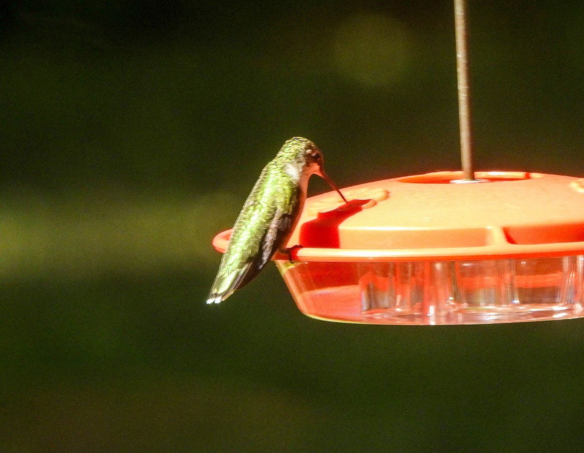 Ruby-throated Hummingbird - ML643223988