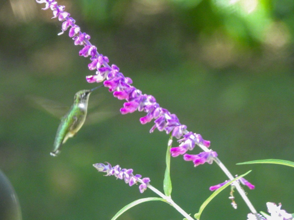 Ruby-throated Hummingbird - ML643223989