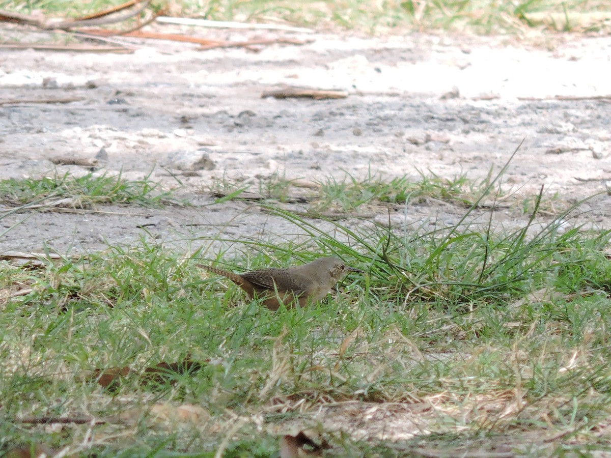 Southern House Wren - ML643223991