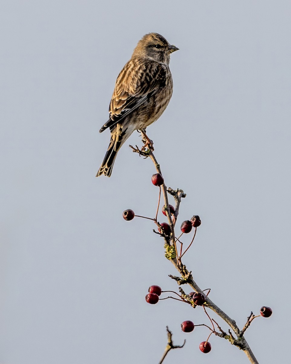 Eurasian Linnet - ML643223992