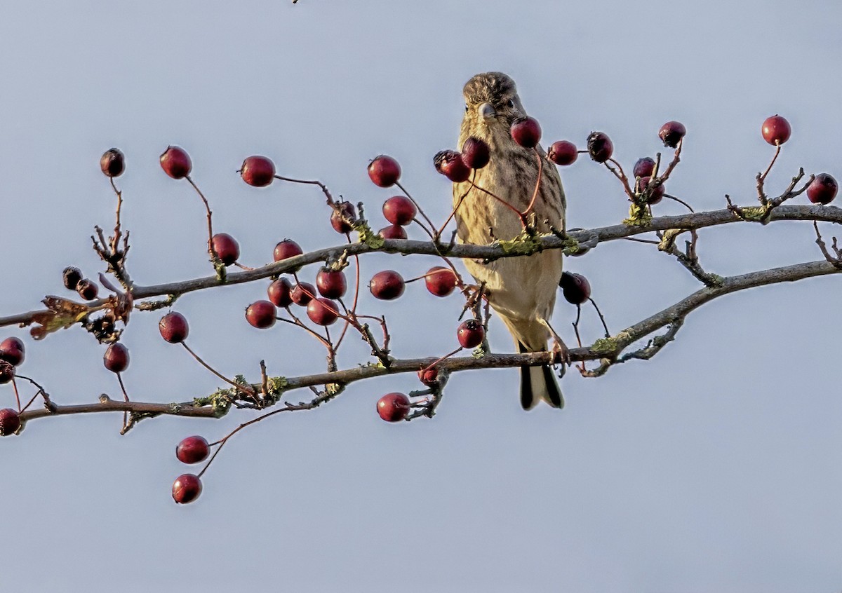Eurasian Linnet - ML643223993