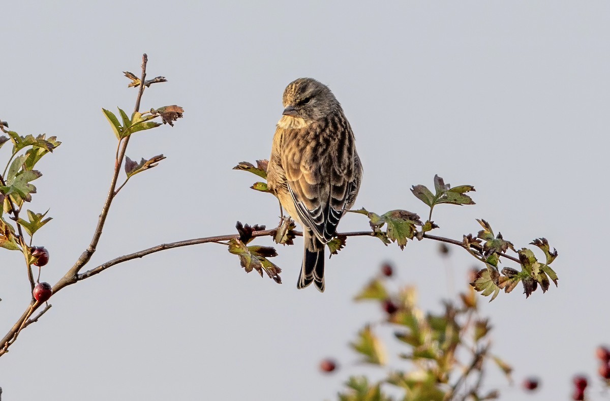 Eurasian Linnet - ML643223994