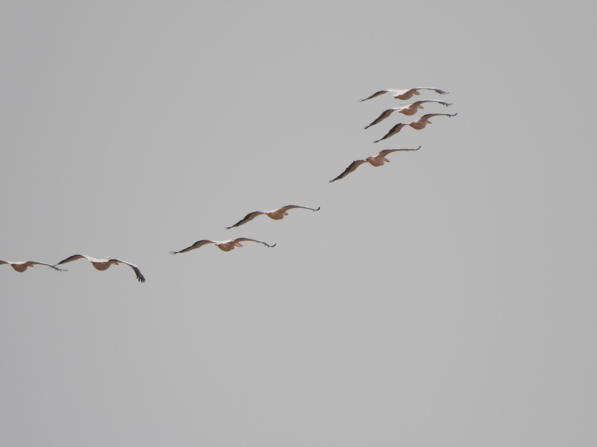Great White Pelican - ML643223995