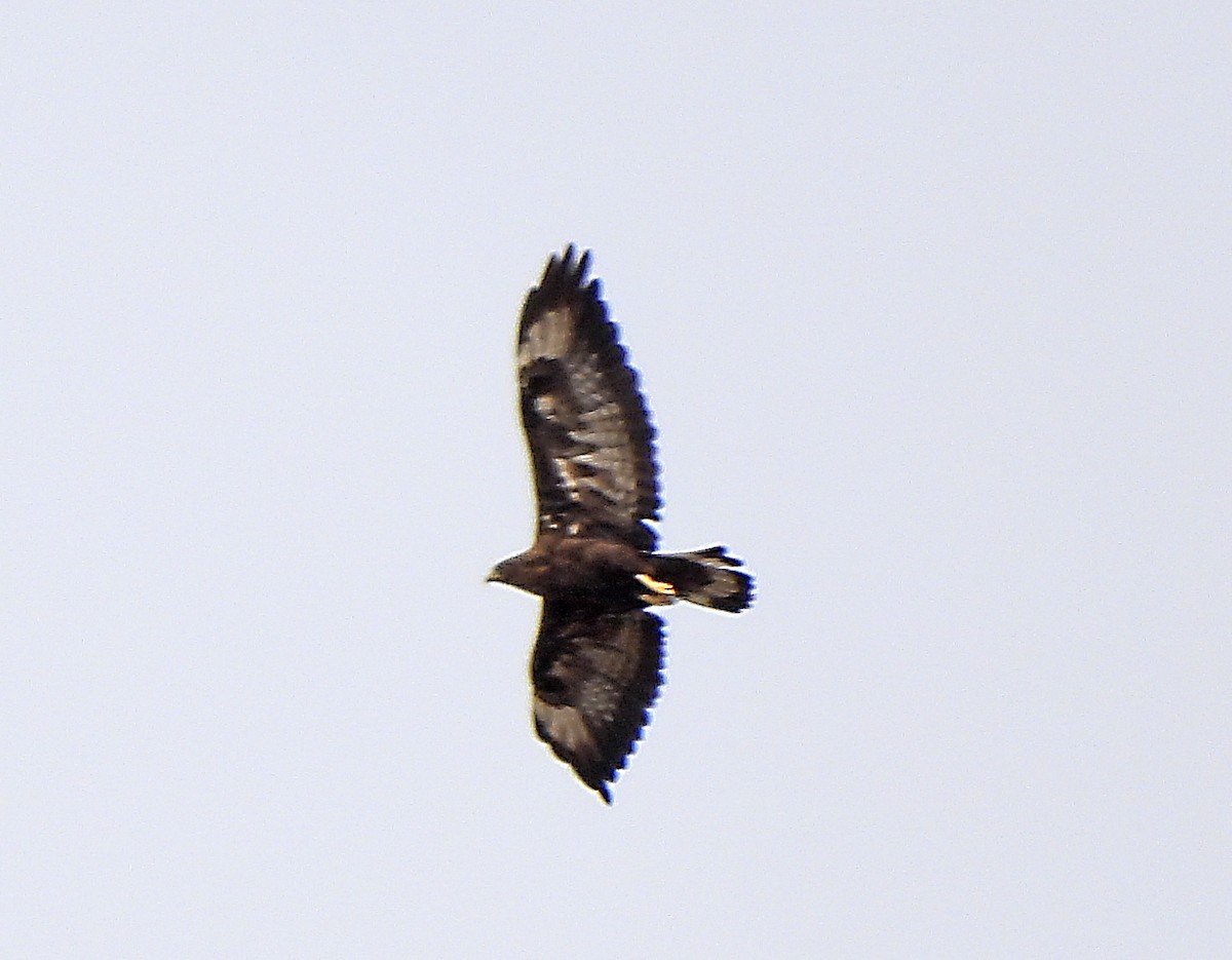 Golden Eagle - ML643223998