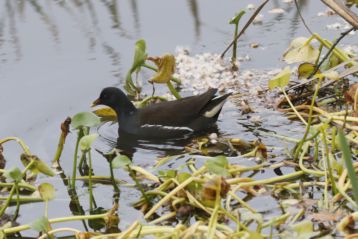 Eurasian Moorhen - ML643223999