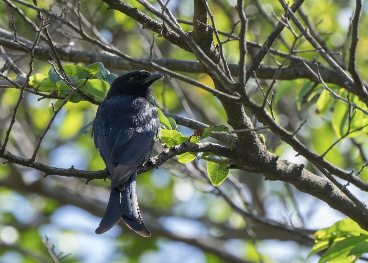 Fork-tailed Drongo - ML643224000