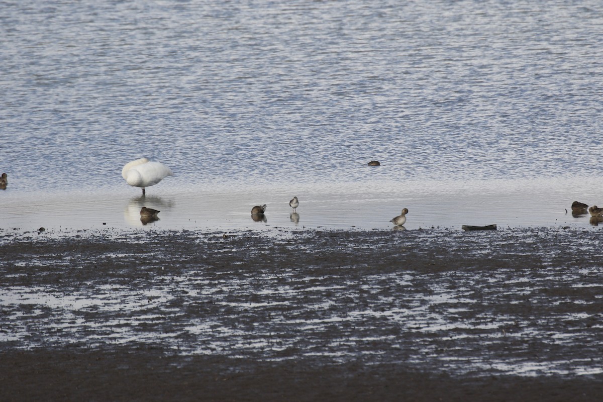 Spotted Redshank - ML643224001