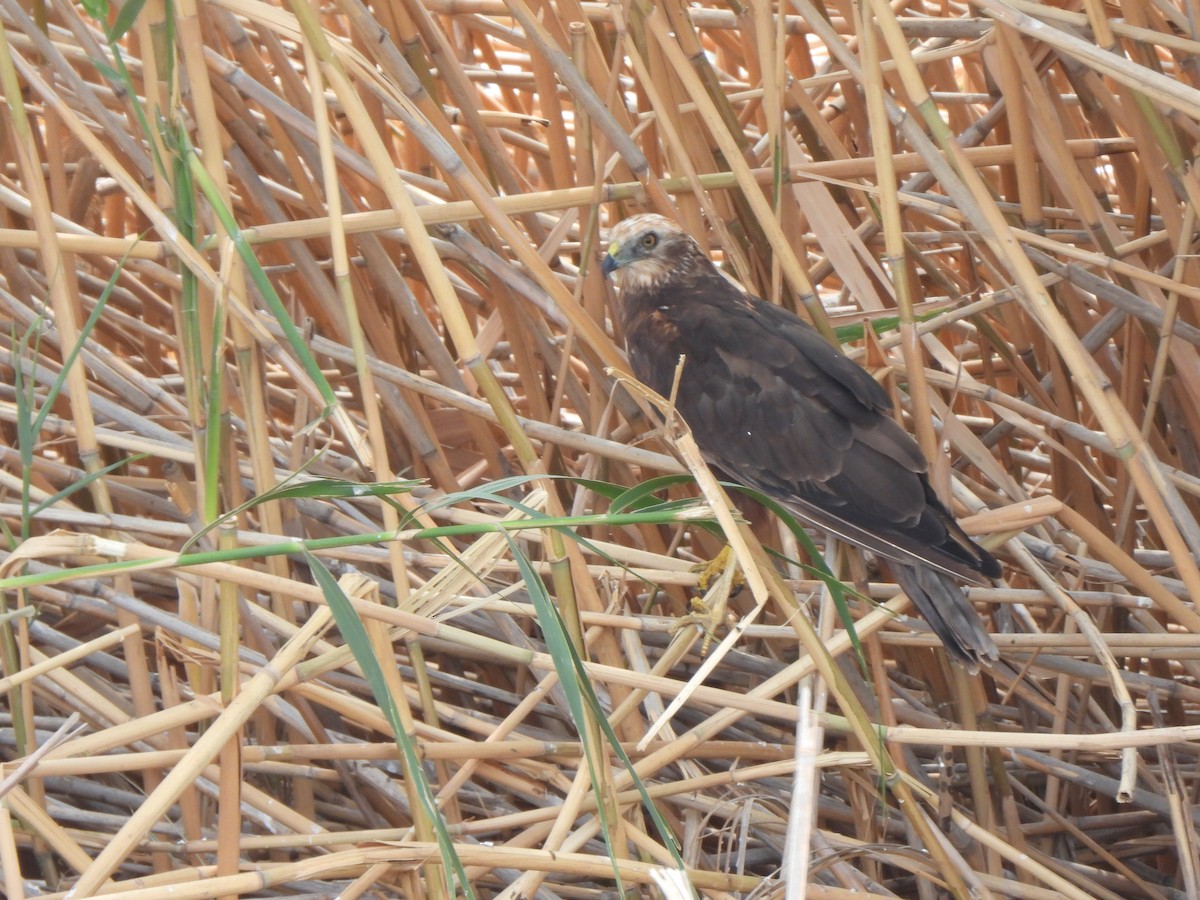Western Marsh Harrier - ML643224002