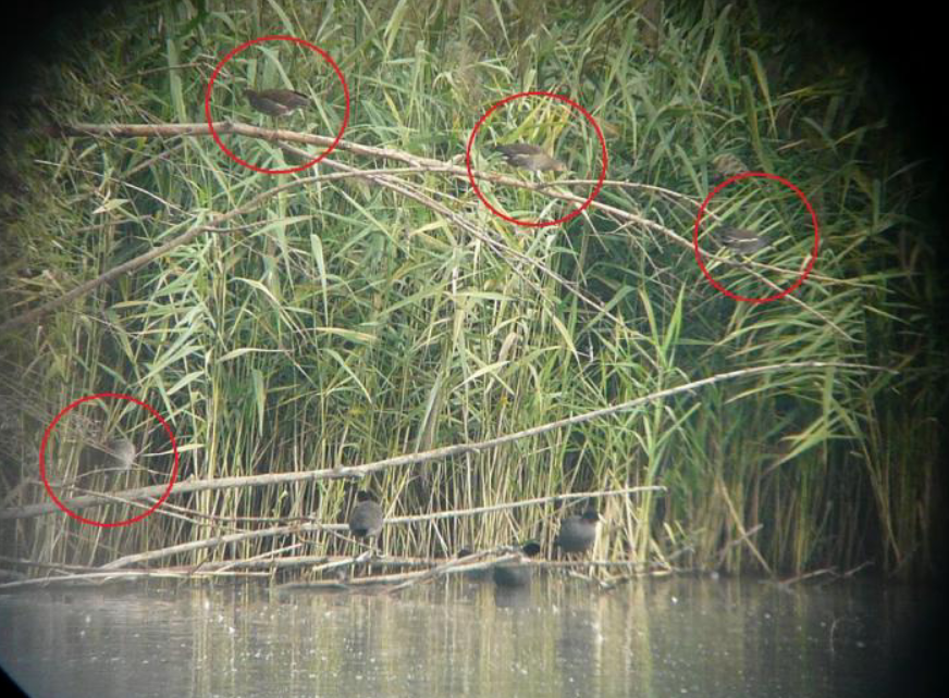 Eurasian Moorhen - ML643224003