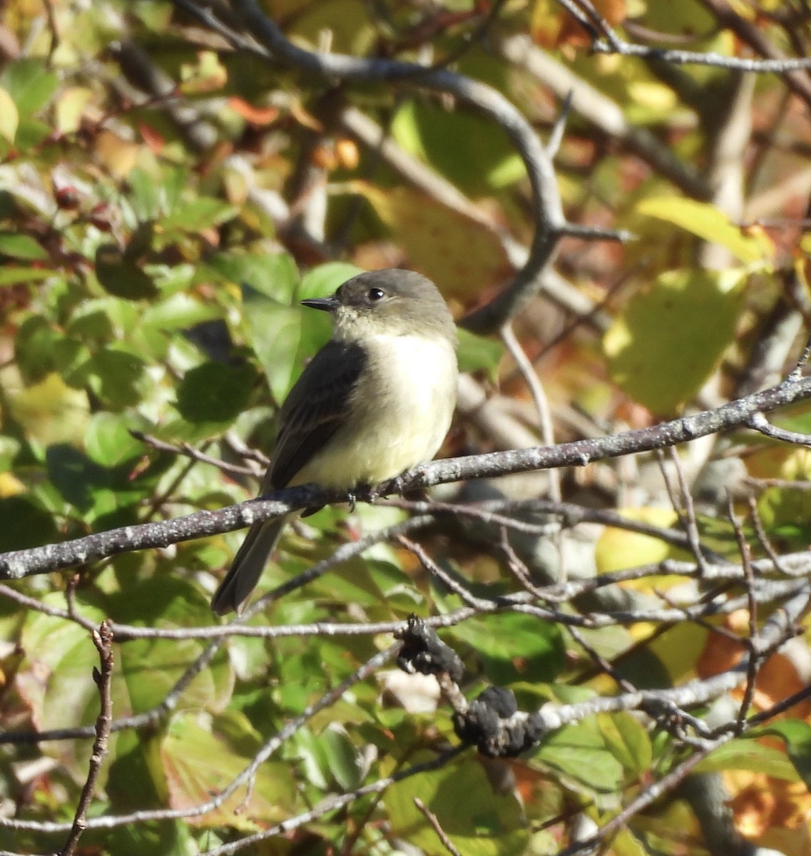 Eastern Phoebe - ML643224004