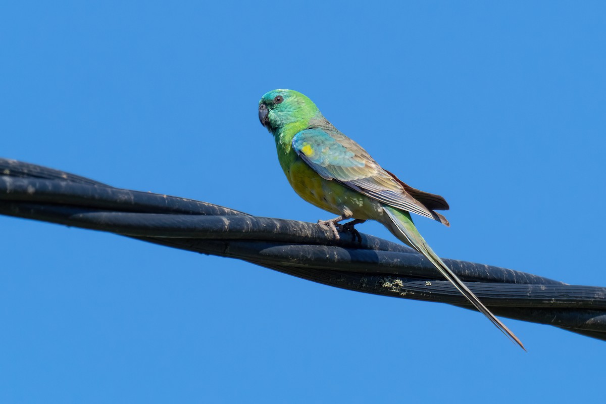 Red-rumped Parrot - ML643224012