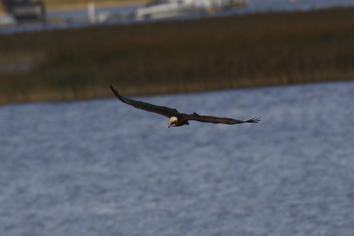 Western Marsh Harrier - ML643224013