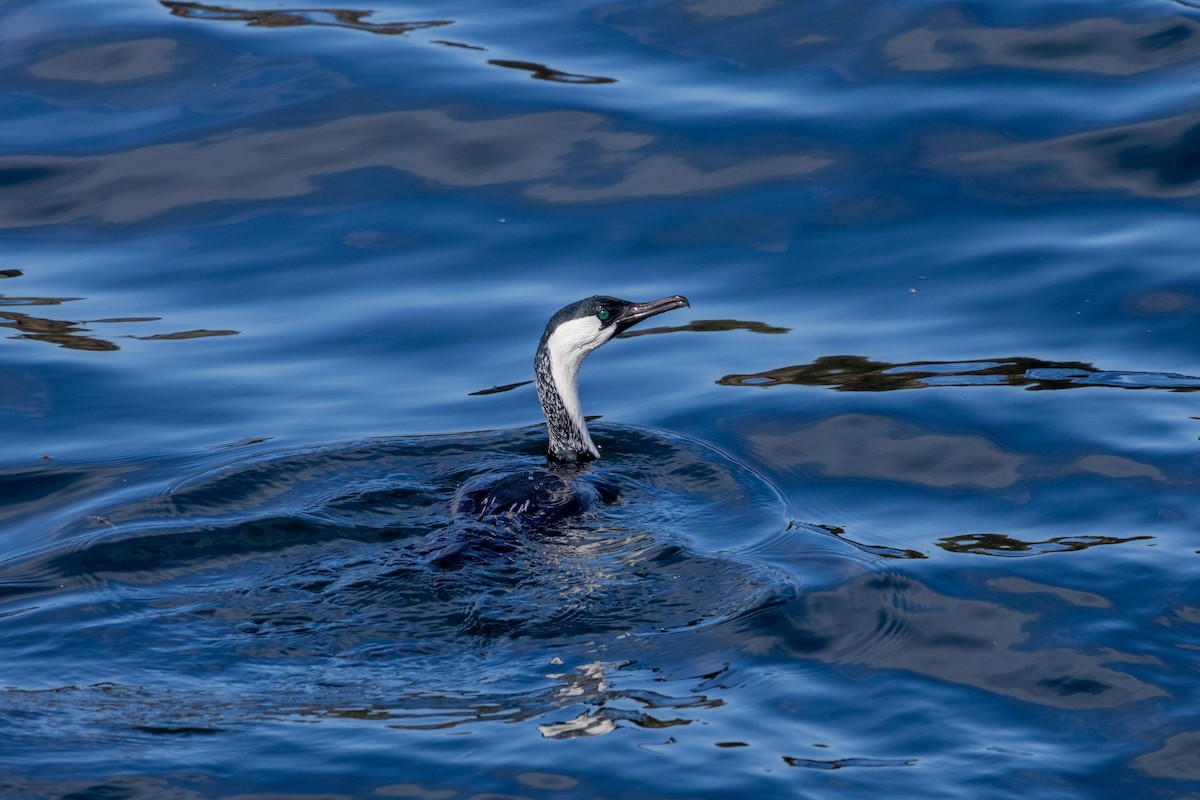 Black-faced Cormorant - ML643224014