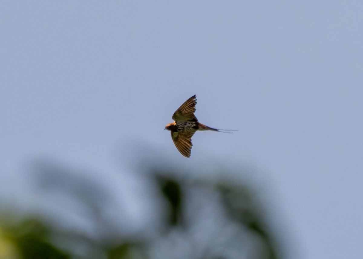 Lesser Striped Swallow - ML643224015