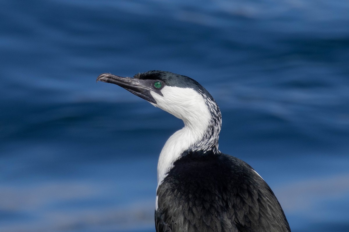 Black-faced Cormorant - ML643224016