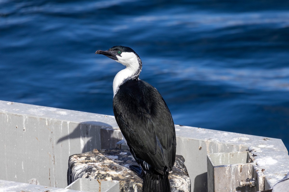 Black-faced Cormorant - ML643224019