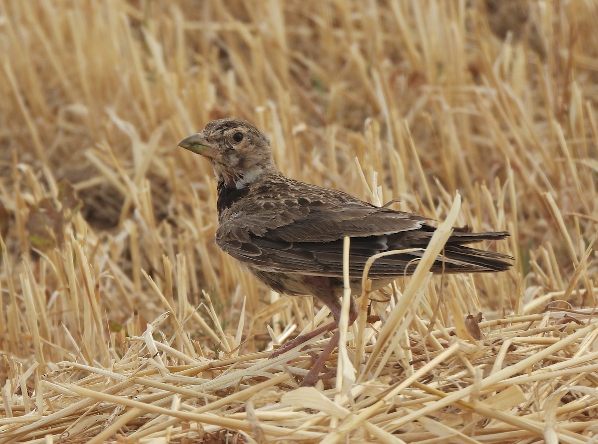 Calandra Lark - ML643224045