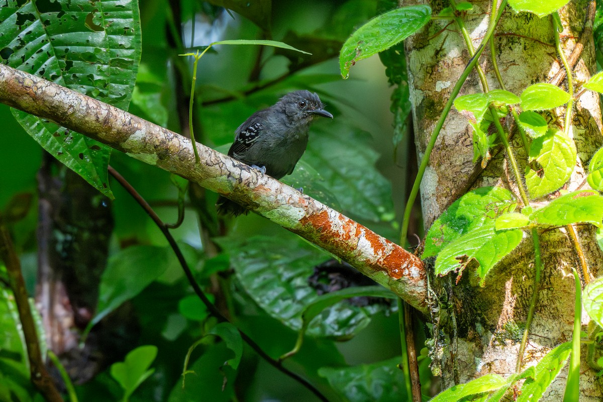 Dusky Antbird - ML643224048