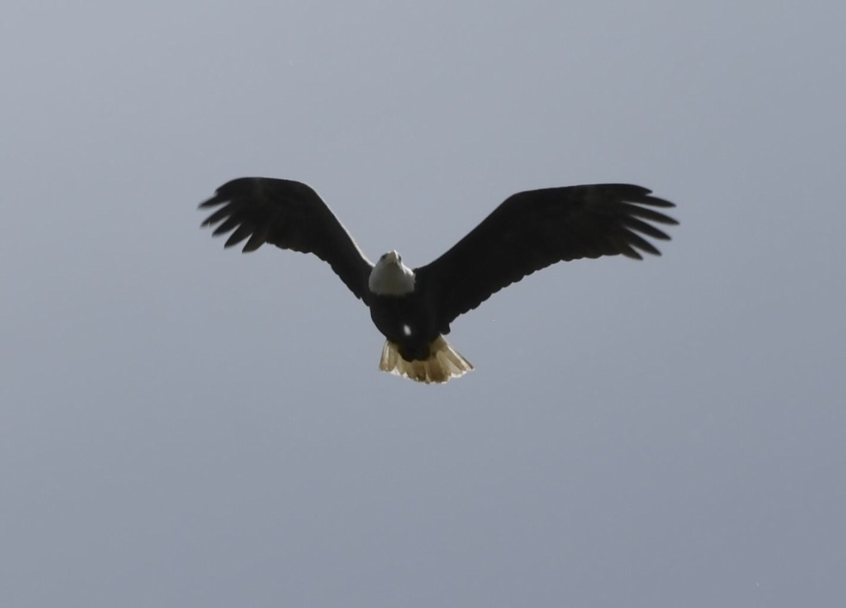 Bald Eagle - ML643224050