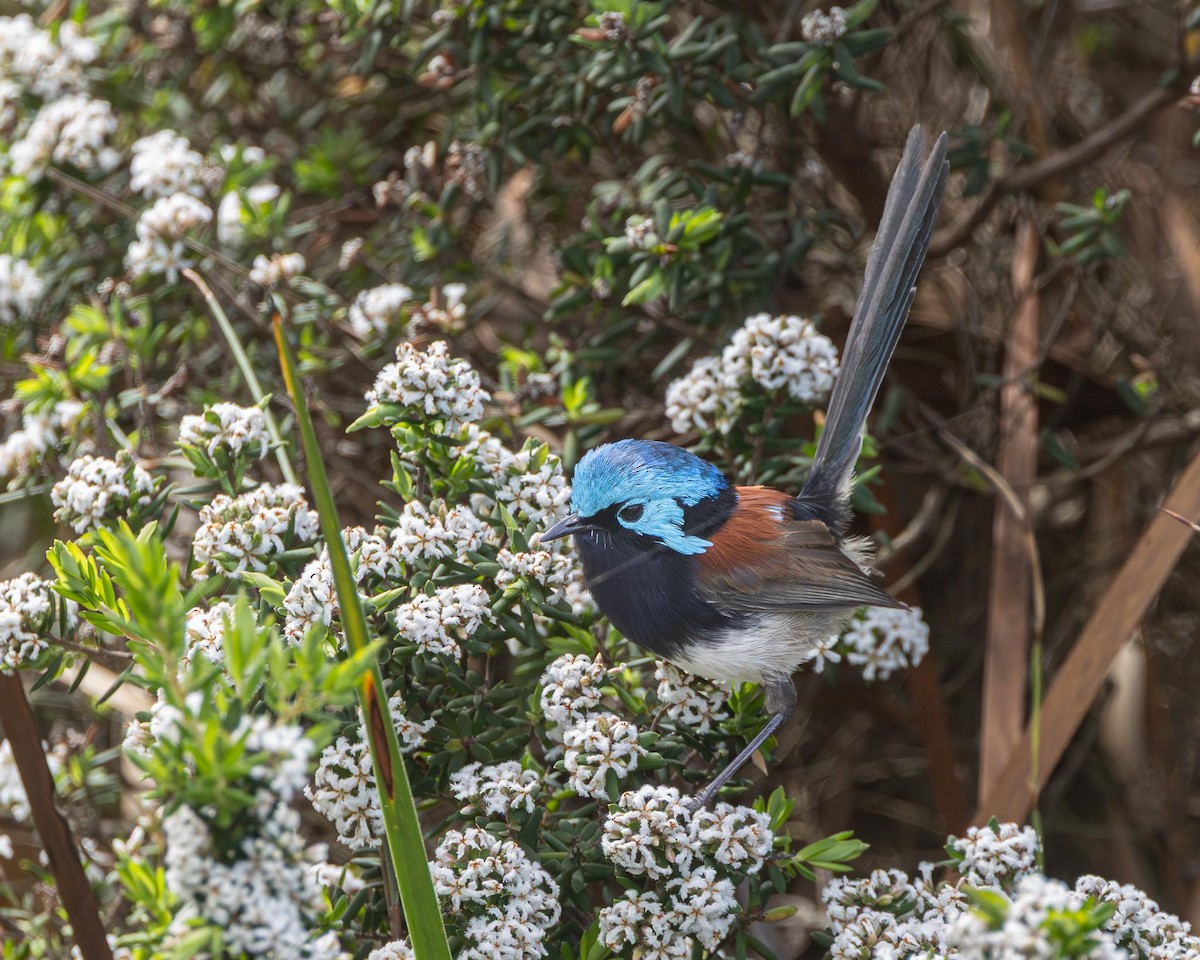 Red-winged Fairywren - ML643224057