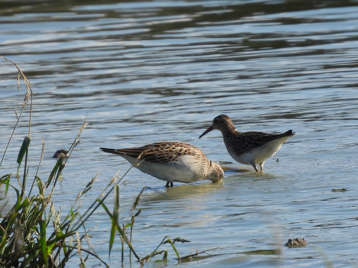 Pectoral Sandpiper - ML643224071