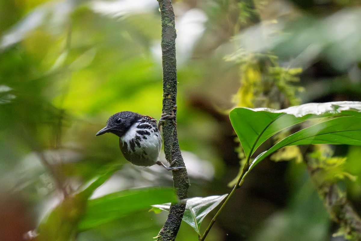 Spotted Antbird - ML643224087