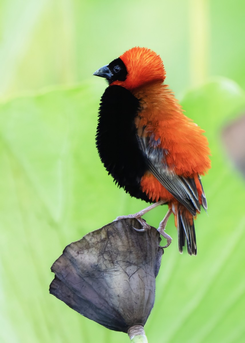 Southern Red Bishop - ML643224093