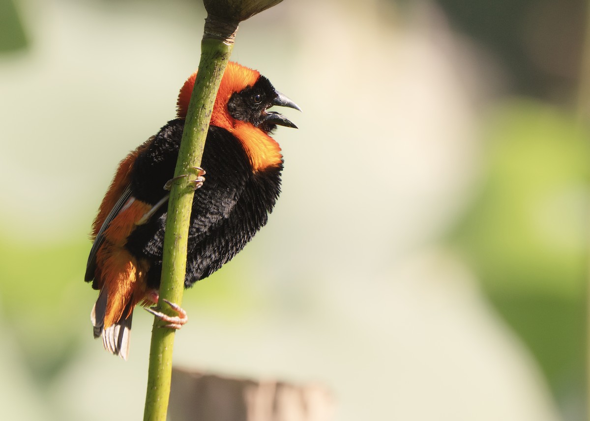 Southern Red Bishop - ML643224094