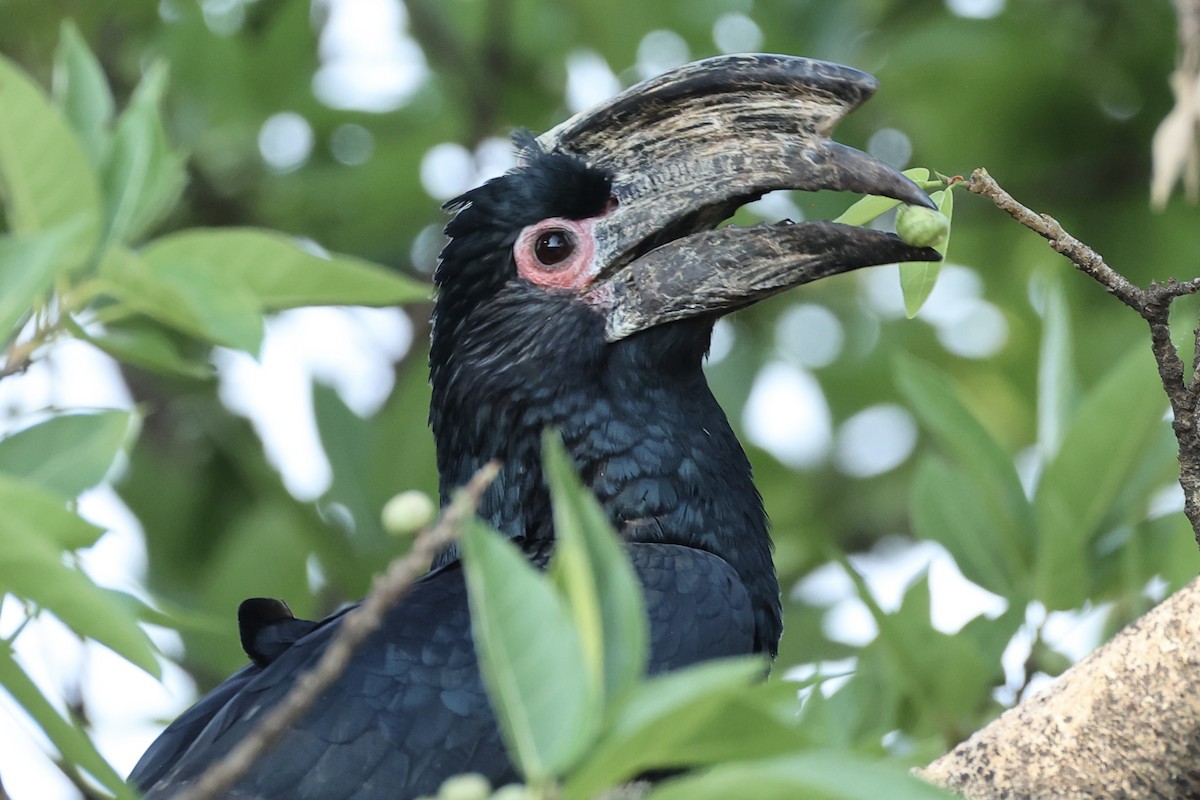 Trumpeter Hornbill - ML643224100