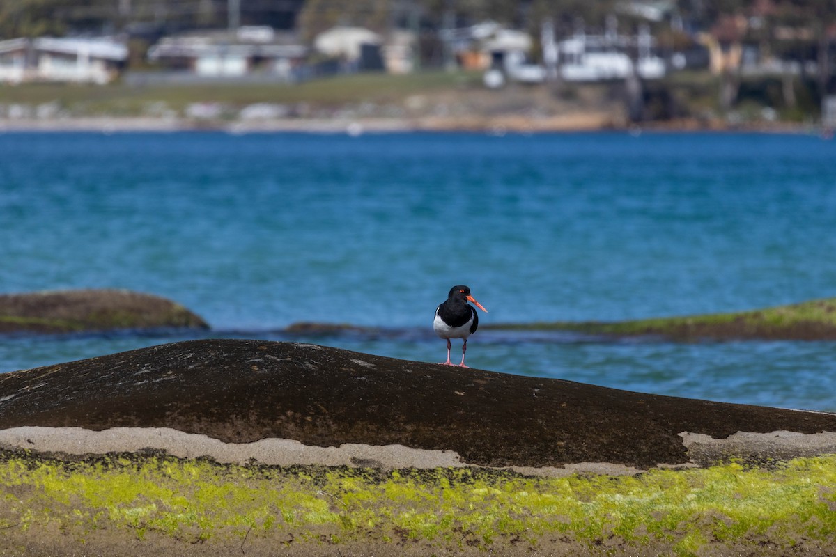 Pied Oystercatcher - ML643224111