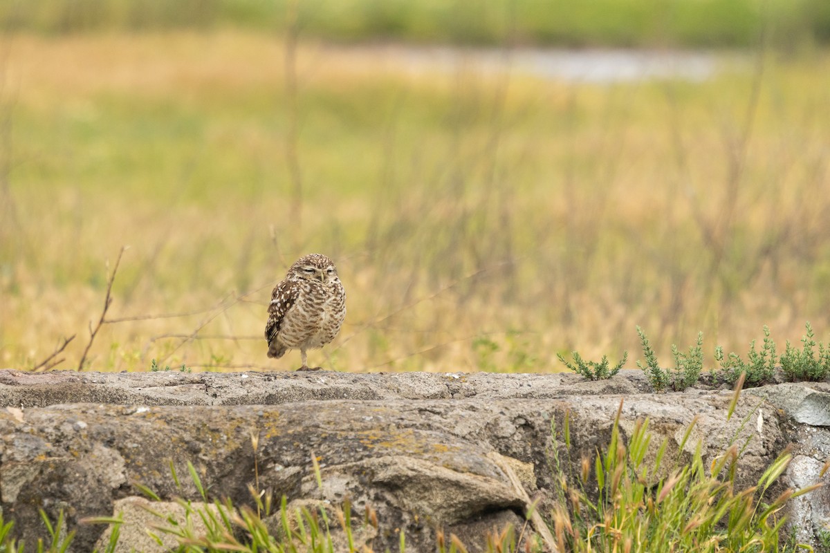 Burrowing Owl (Southern) - ML643224115