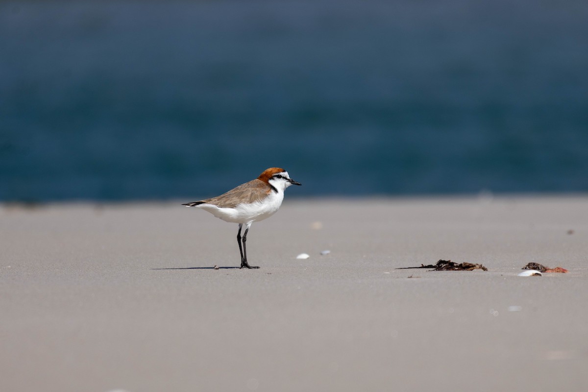 Red-capped Plover - ML643224116