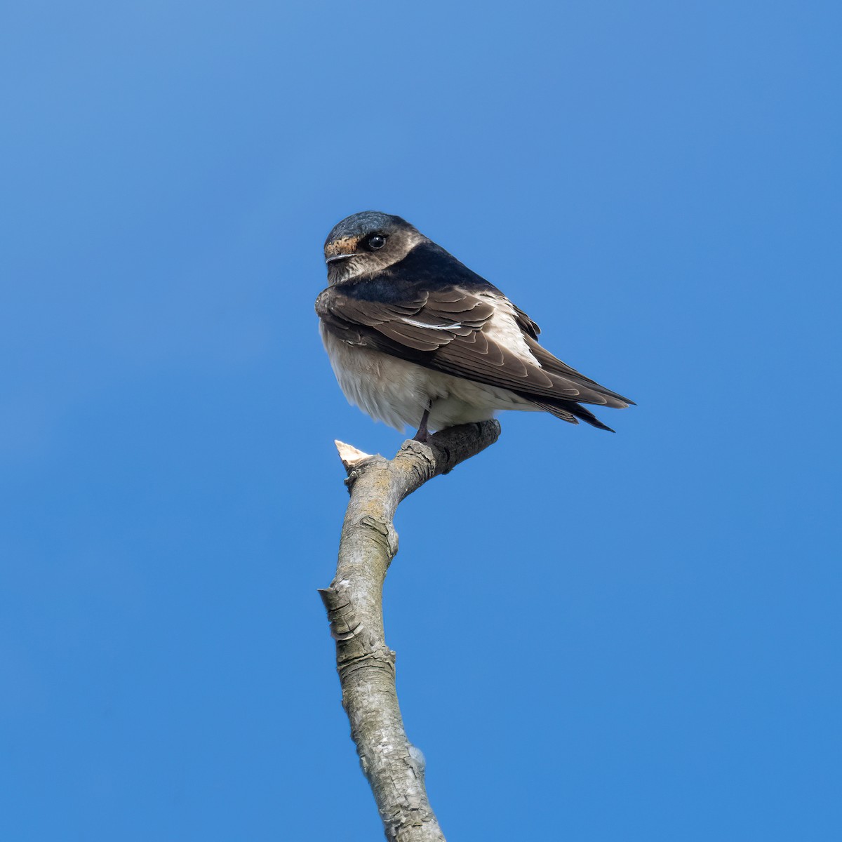 Tree Martin - ML643224124