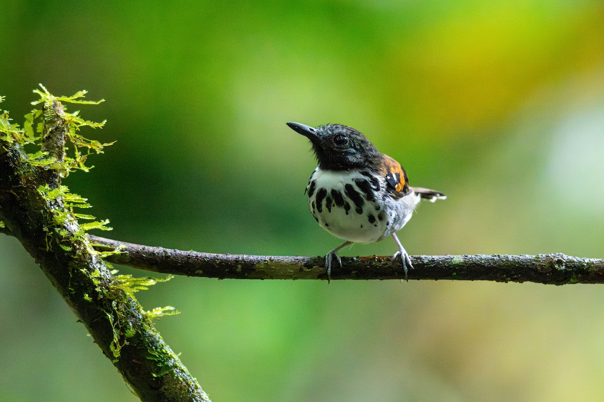 Spotted Antbird - ML643224129