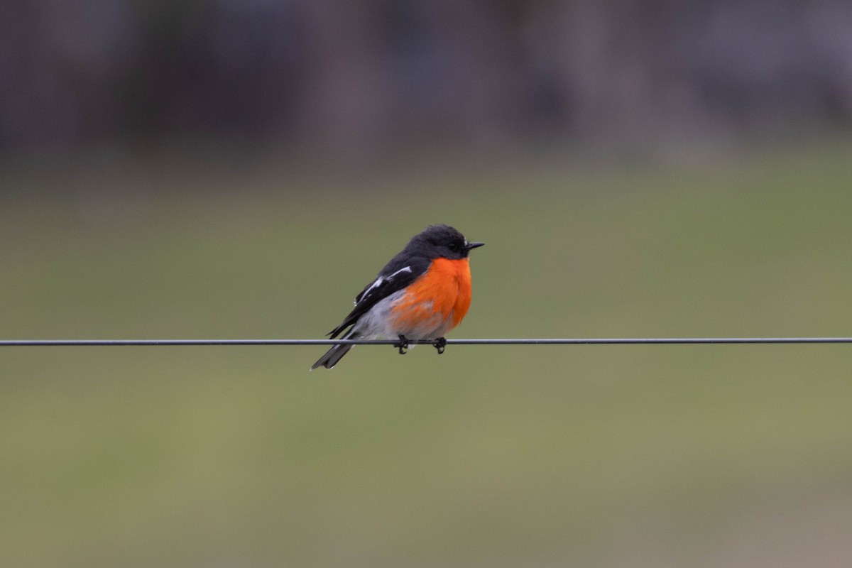 Flame Robin - ML643224133