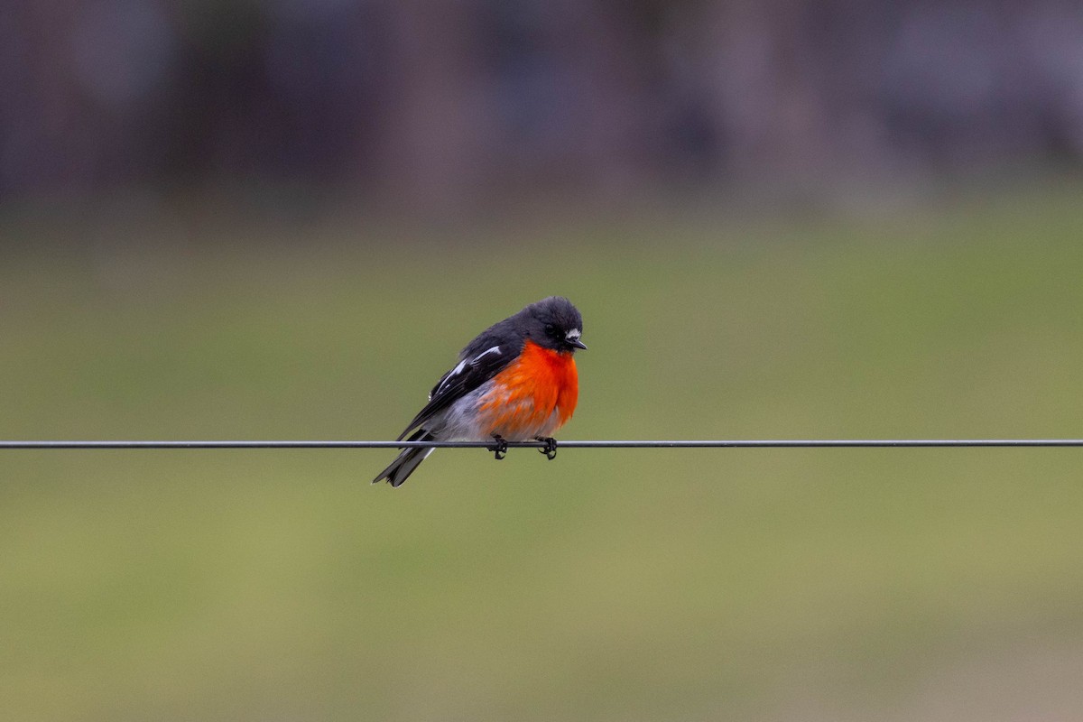 Flame Robin - ML643224134
