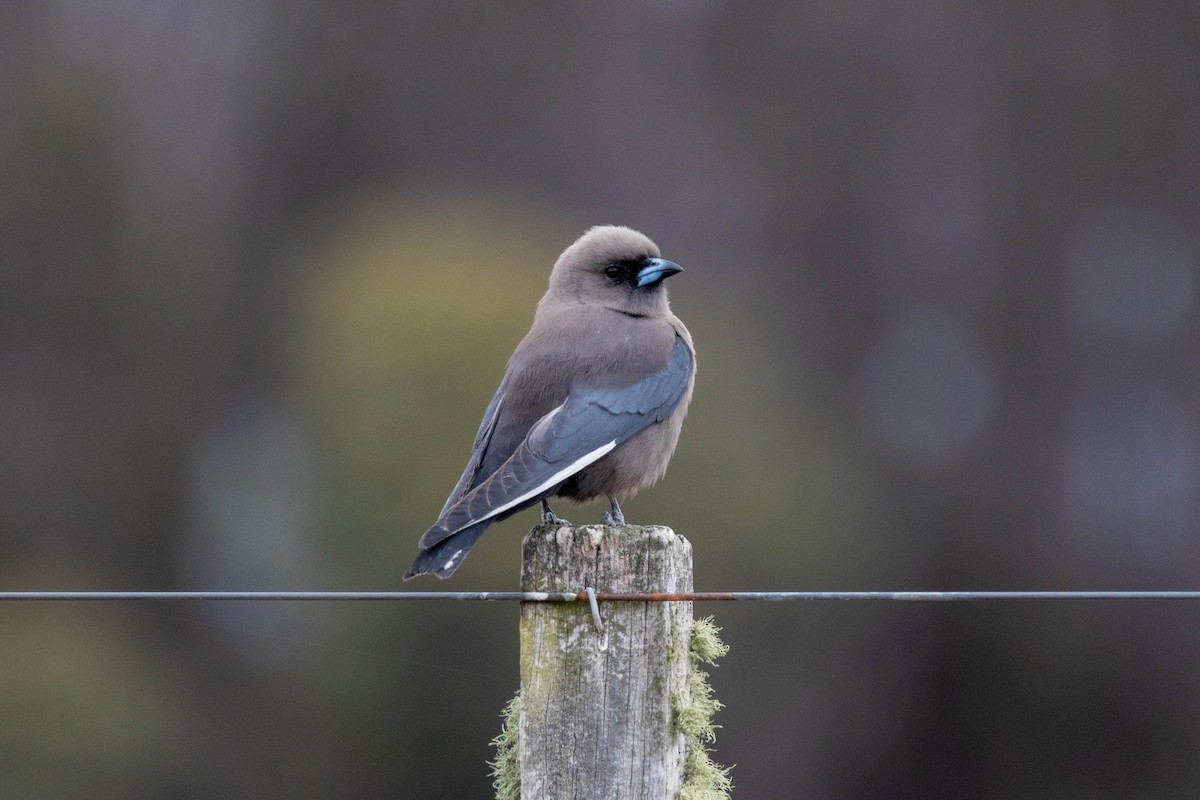 Dusky Woodswallow - ML643224135