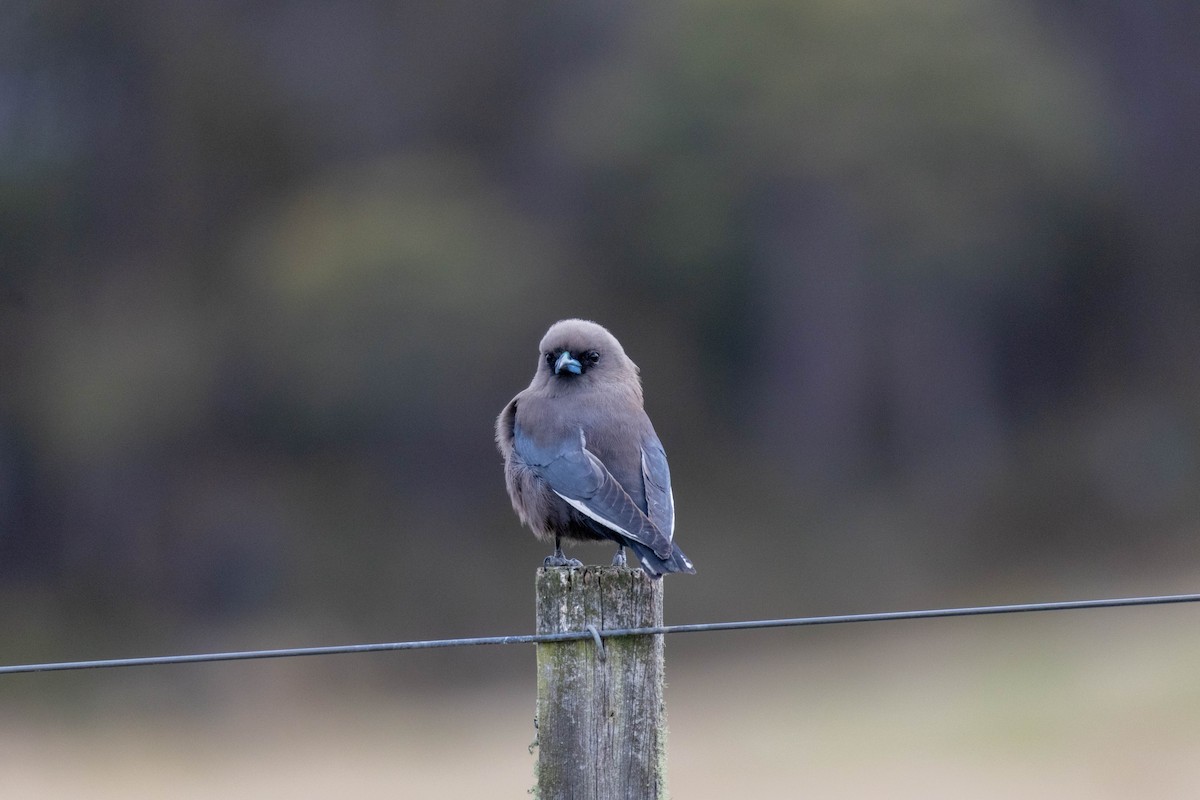 Dusky Woodswallow - ML643224138
