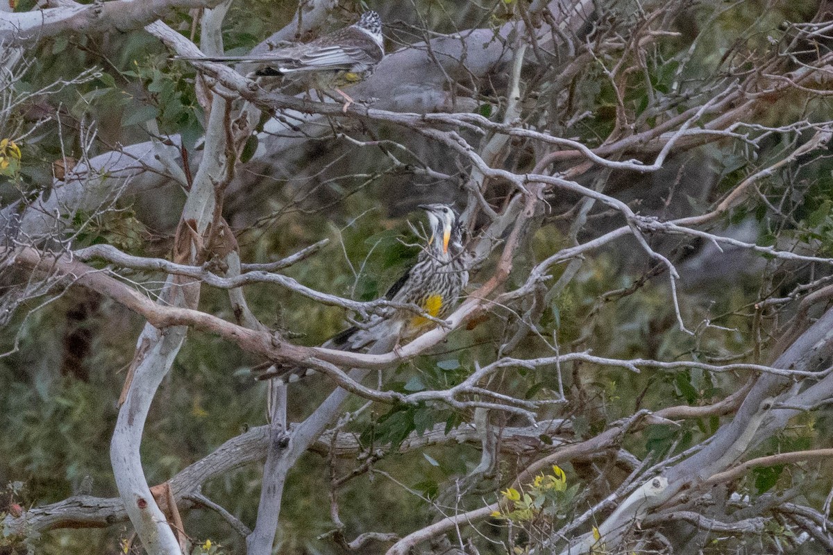 Yellow Wattlebird - ML643224153