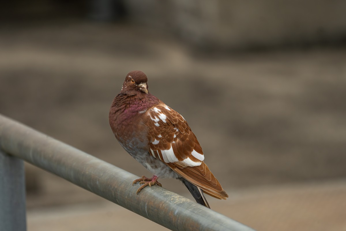 Pigeon biset (forme domestique) - ML643224163