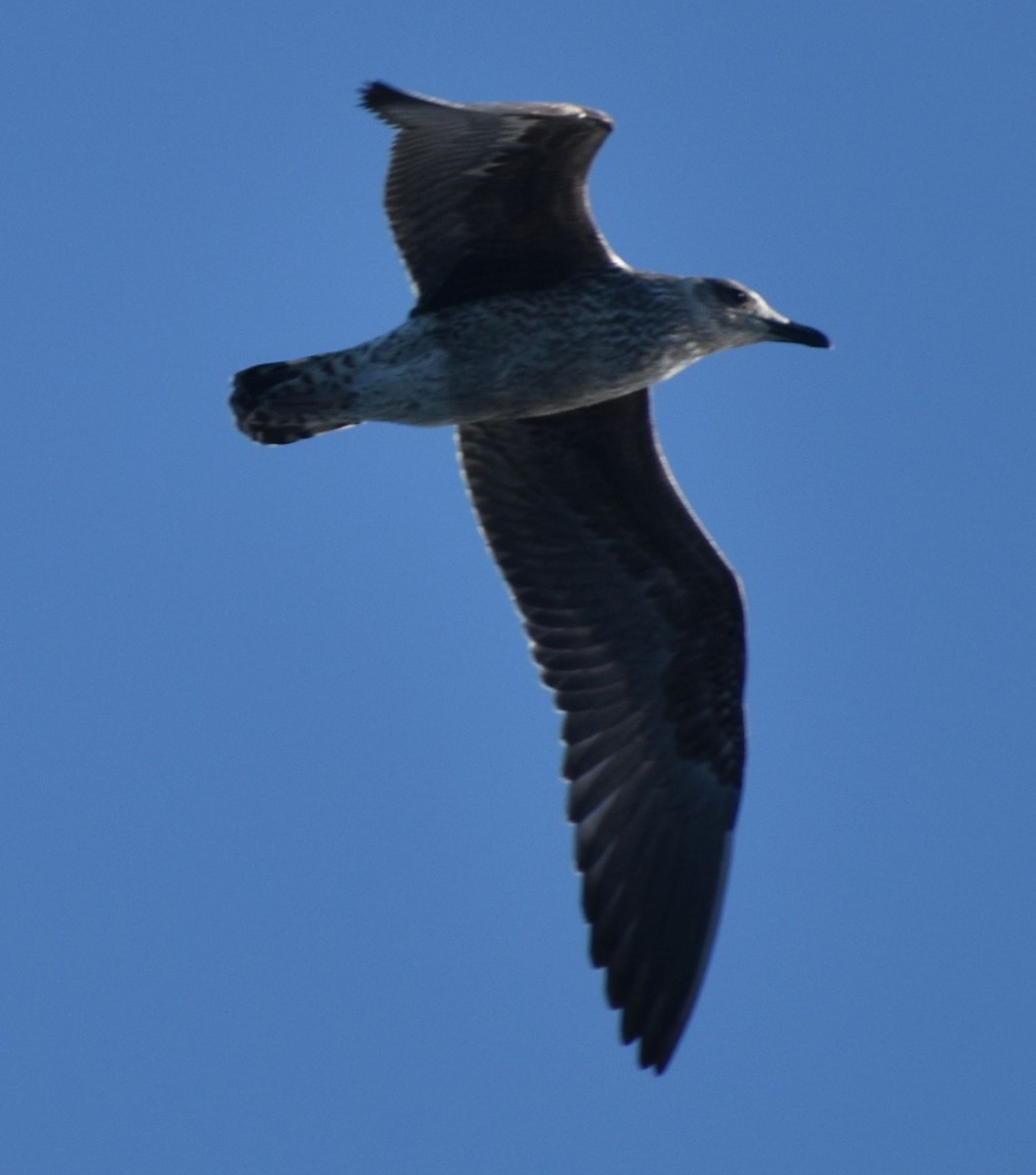 goéland sp. (Larus sp.) - ML643224164