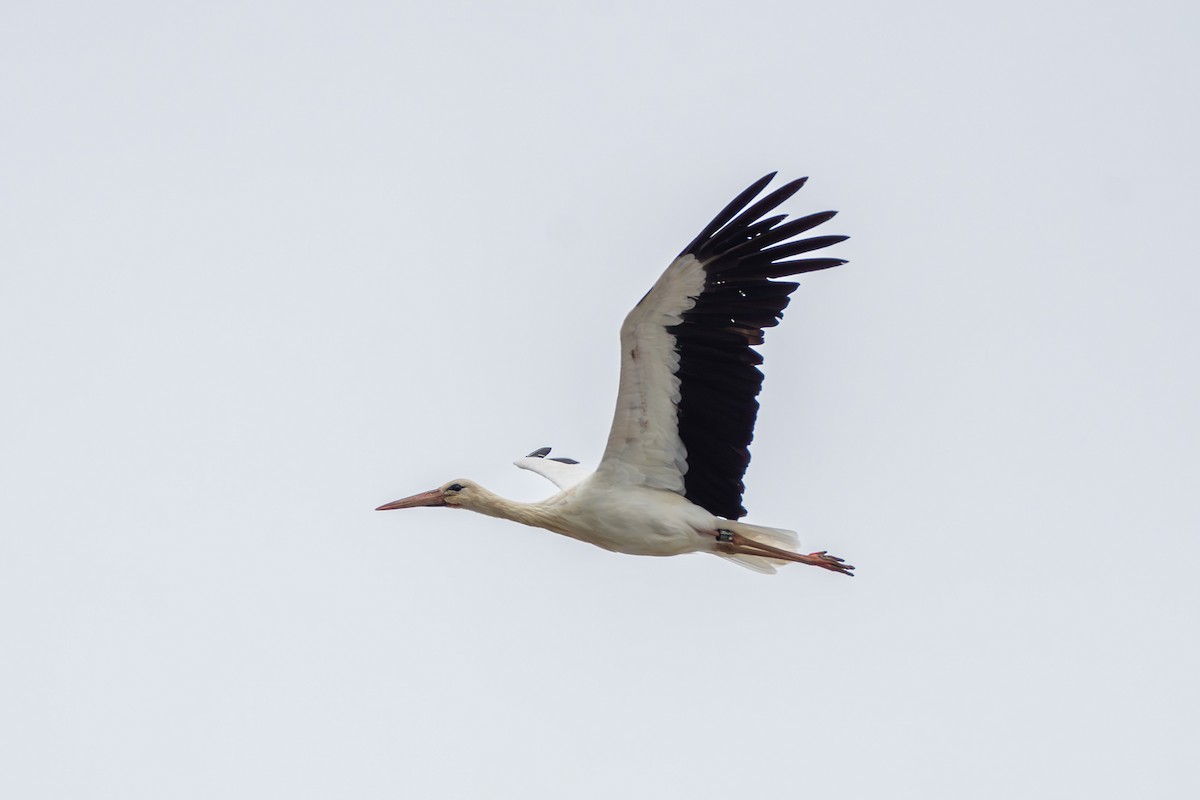 Cigogne blanche - ML643224172