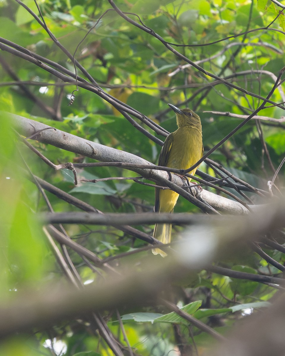 Banggai Golden-Bulbul - ML643224173