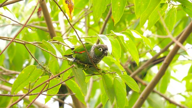 Maroon-tailed Parakeet - ML643224178